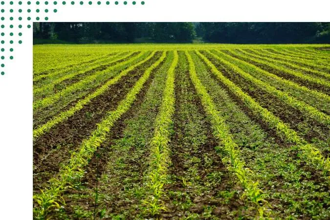 Versatile Crops