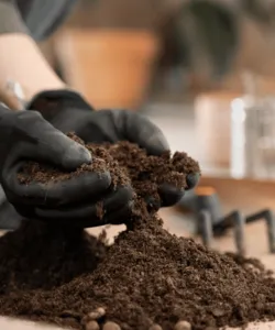 Soil