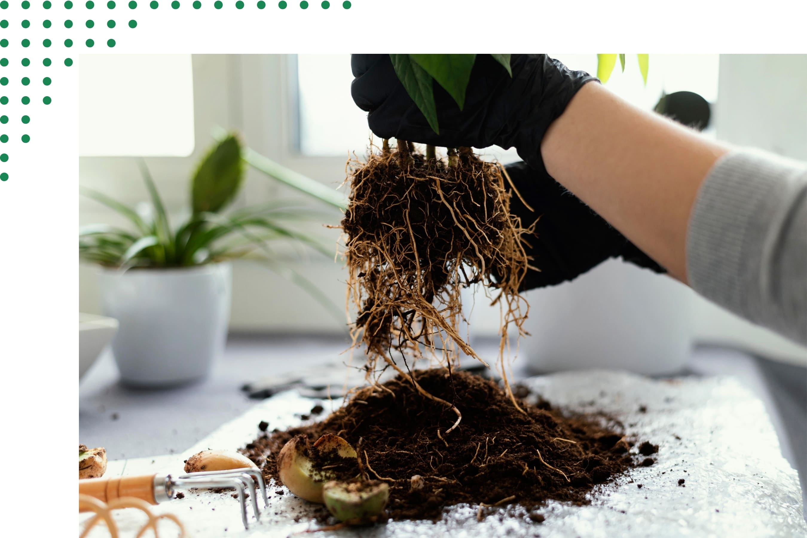 Bacterial Application