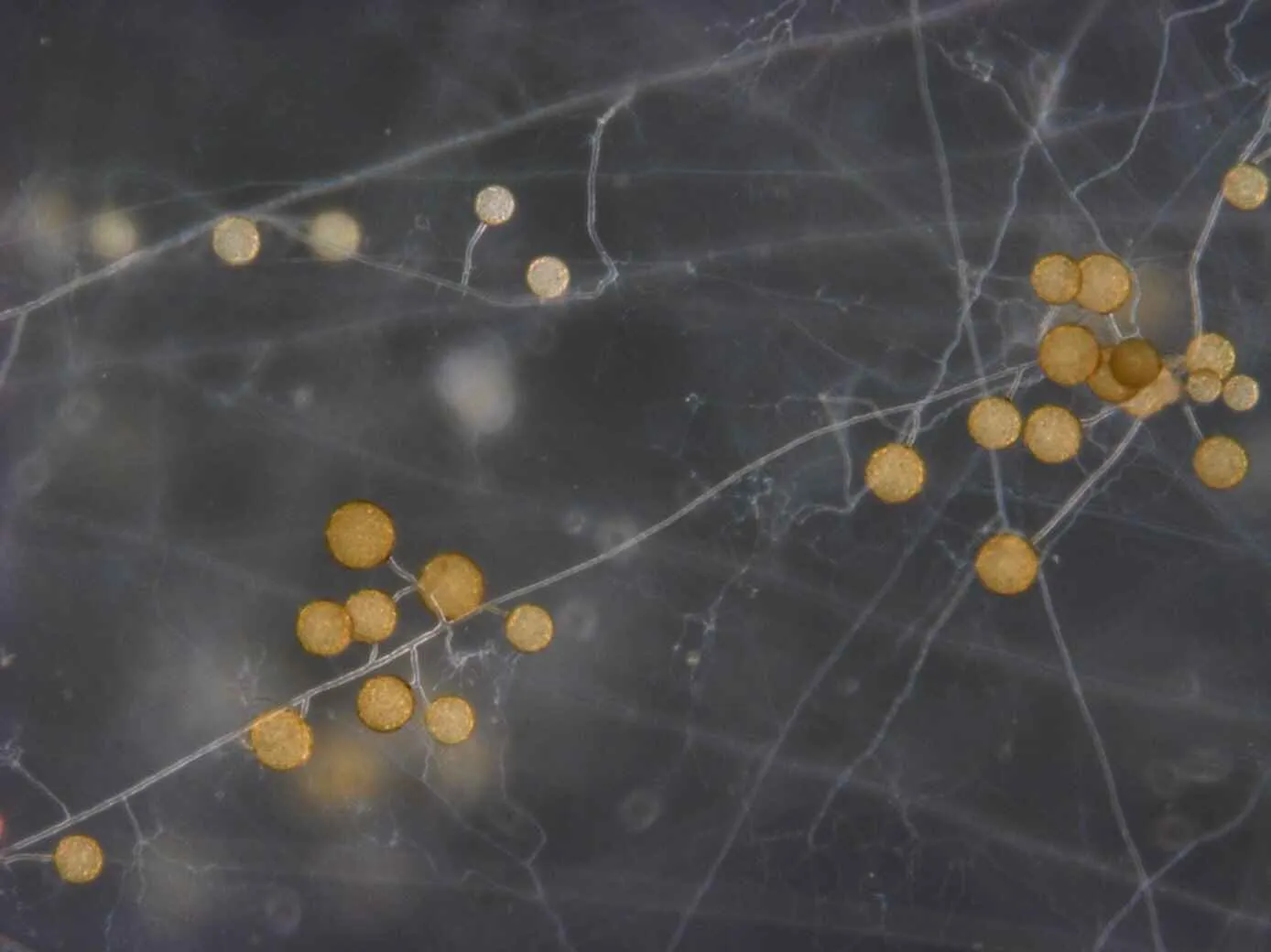 Mycorrhiza