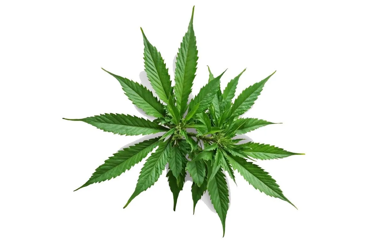 Micobac Cannabis