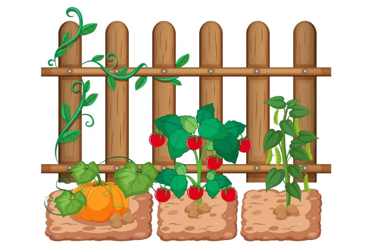 Micobac Kitchen Garden