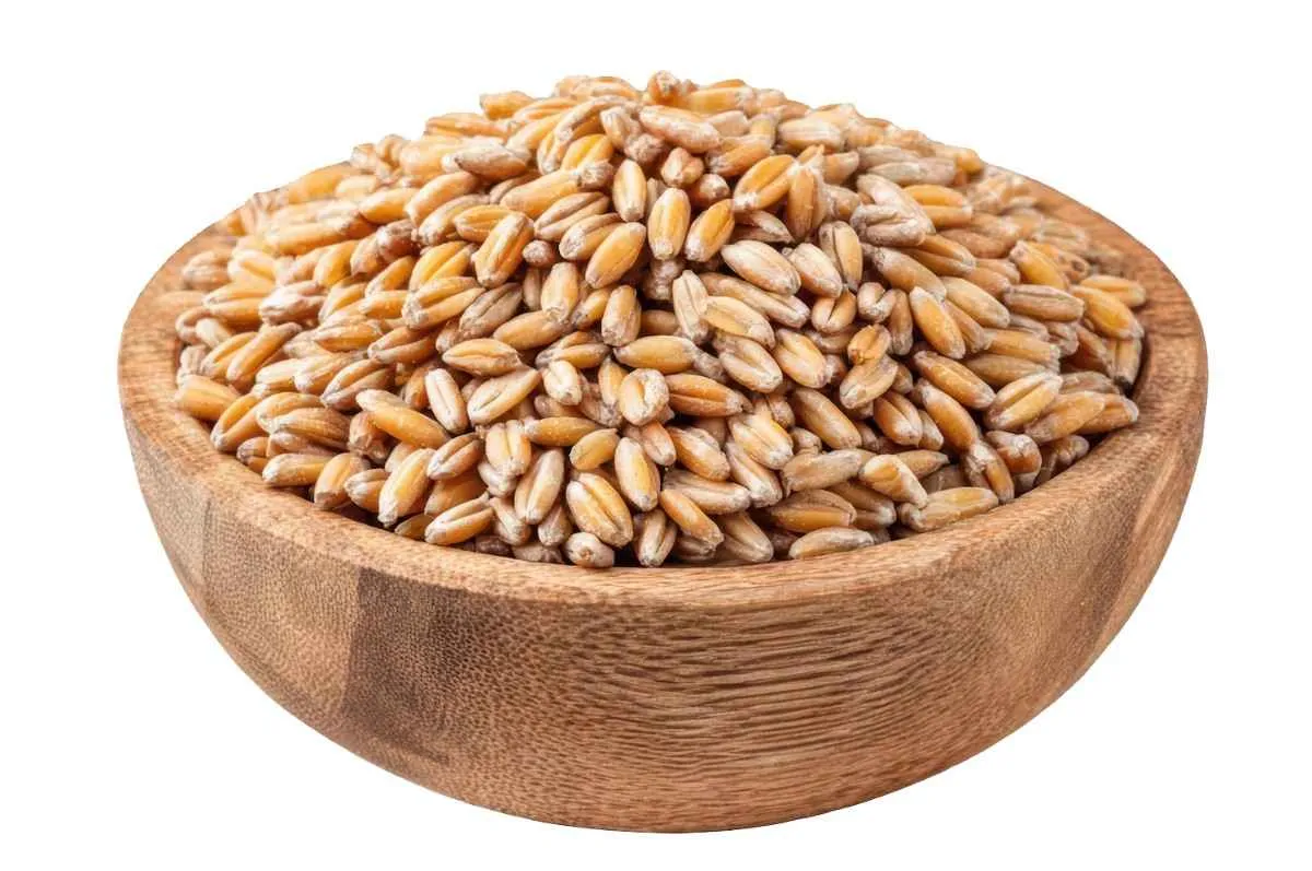 Micobac Wheat