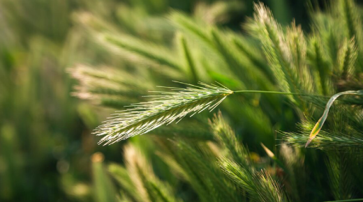 Agricultural Success